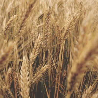 Wheat Straw Bottles - The new Bio Plastic revolution
